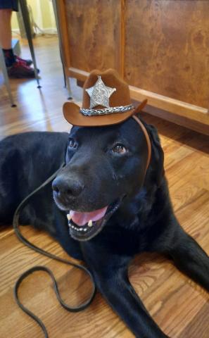 Photo credit Deborah Roberts Happy 13th Birthday to Silverton Local Dog Jet!