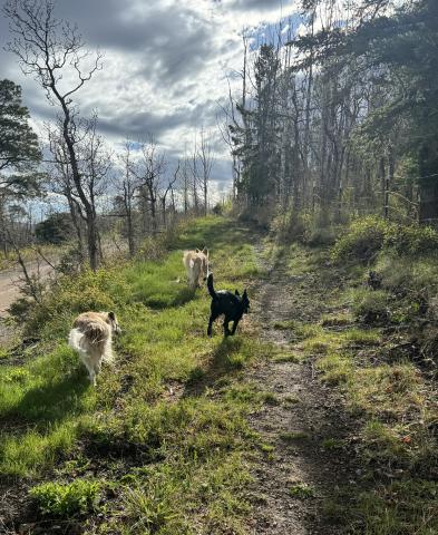 Starting to green up in the mountains. Photo credit Katey Fetch