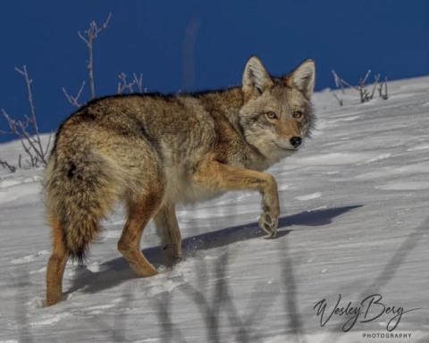 A local coyote. 