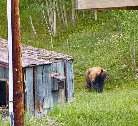 A bear on its daily visit to the alley by the Shine Photo by Debby Zarkis
