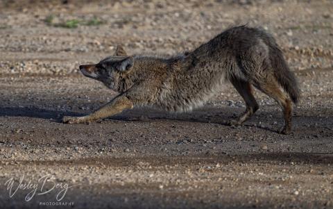 Wesley Berg captured shots of a “cooperative and photogenic” coyote. Photo credit Wesley Berg
