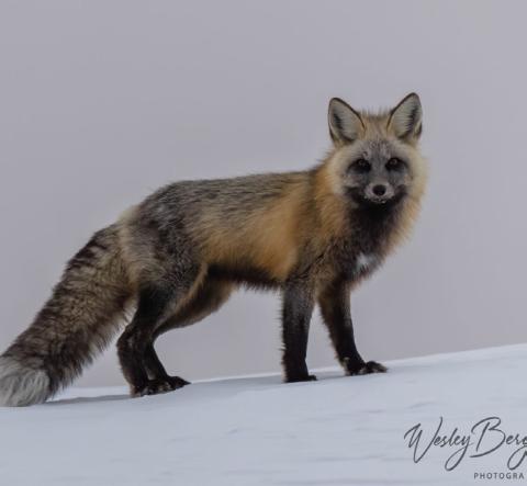 Grey Fox here in the San Juan Mountains Photo by Wesley Berg Photography