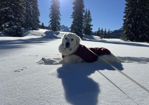 Photo credit Sterling Blankenship Rescued dog Woodsley lounging in the powder in his new mountain home.