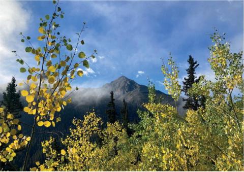 Silverton leaves are beginning to turn Photo credit Cameron Crowell