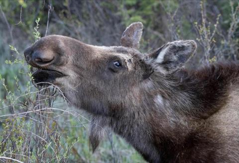 A moose near Silverton. Criss Furman/Silverton Standard