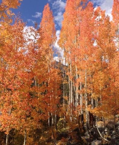 San Juan aspen glory