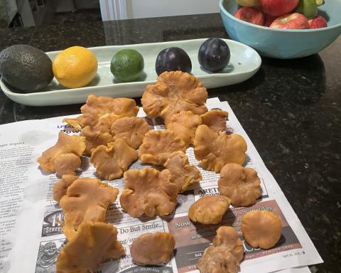 Ken Safranski had a very successful mushroom hunt last week photo by Ken Safranski