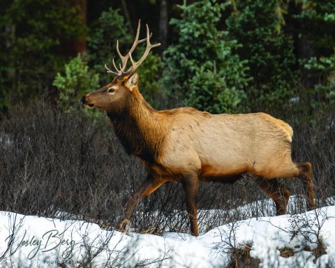 The Elk tend to make themselves scarce during hunting season, but Wesley was fortunate to come across this one recently. Photo credit Wesley Berg