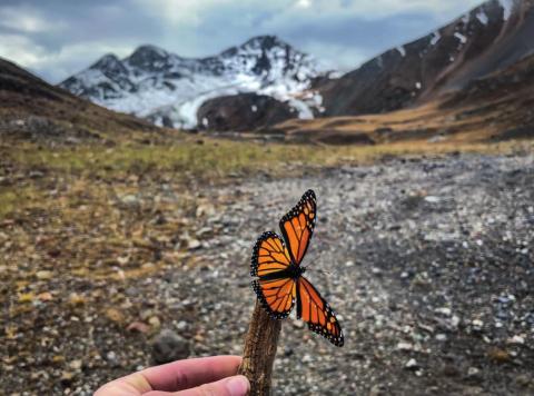 Monarchs are back.