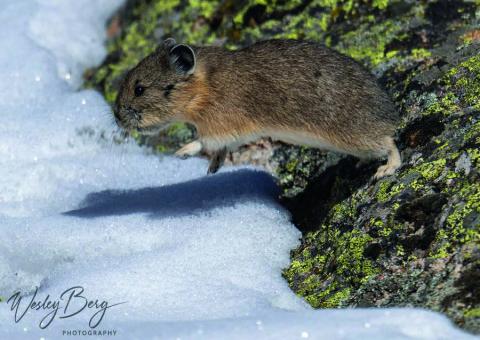 A Pika jumping between rocks across the snow. Pika will sit on the top of a rock for a long time just watching, but when they do go they move fast Photo Credit Wesley Berg