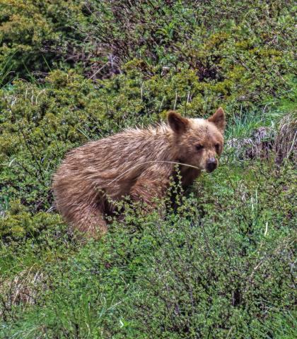 A black bear cub with a very light colored coat. Photo by Wesley Berg