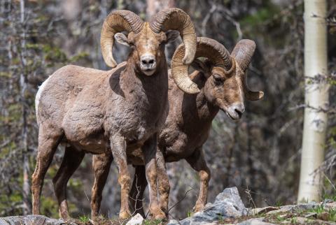 Local bighorn sheep. Photo credit Wesley Berg