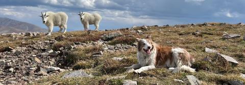 Photo credit Adam Andrade Gracie and the goats at 14,000 feet.