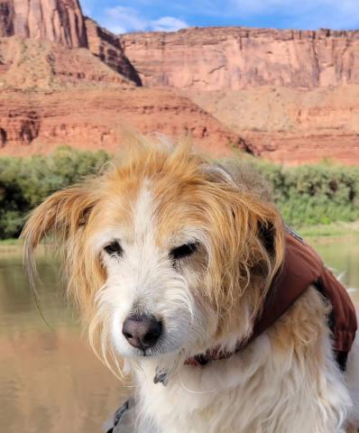 photo by John Shocklee Rest in Peace, Moki, John Shocklee’s longtime companion, passed on November 3rd.
