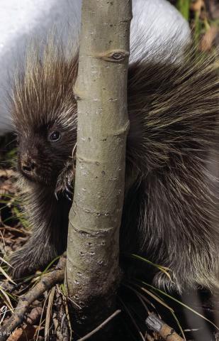 A porcupine in the snow trying to hide behind the bare aspen trees. Photo credit Wesley Berg