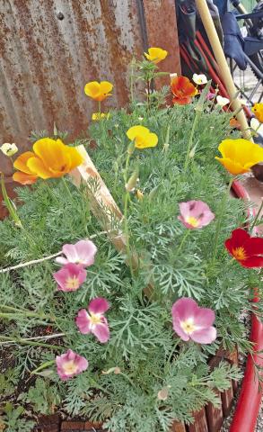 Silverton poppies are blooming. Photo credit Emma Schaffrick