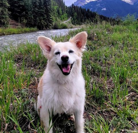 Photo credit Heidi Steven Soon to be 15 year old“Jake” is enjoying his Silverton Summer. Jake’s Mom Heidi Stevens owns Silverton Lakes Campground.