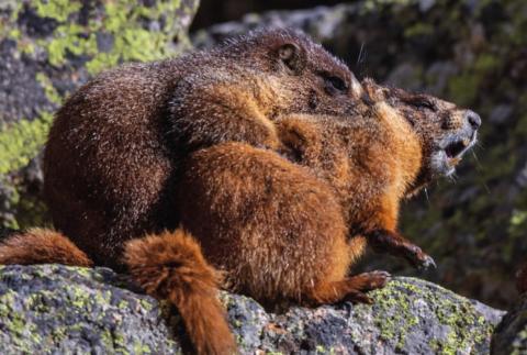 A couple of Yellow-bellied Marmots