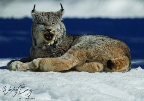 The napping lynx. Photo by Wesley Berg