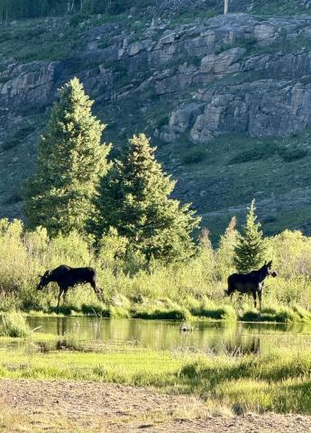Two moose hanging out by the railroad bridge without a care in the world long after all the tourist have left for the day photo by DeAnne Gallegos