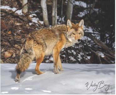Photo credit Wesley Berg A healthy looking coyote.