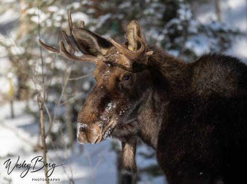 What a handsome fella! Photo credit Wesley Berg