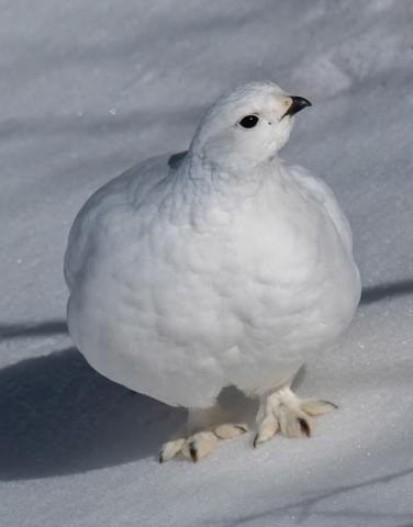 Ptarmigan with its white, winter plumage in Swansea Gulch, April 2024. Photo credit Wesley Berg
