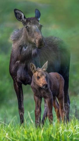 Photographer Wesley Berg caught up with the little calf and his mom again! Photo credit Wesley Berg