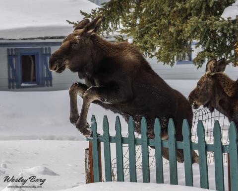 Look for Wesley Berg’s wildlife photography book coming in May Photo by Wesley Berg