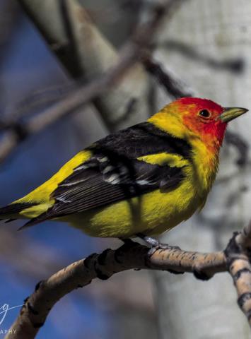 Western Tanager visits Silverton. Photo Credit Wesley Berg