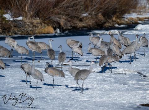 Photo credit Wesley Berg An unusual and extraordinary event in Silverton a large flock of Sandhill Cranes flew through town and several of them decided to stop and hang out on the frozen Animas River.