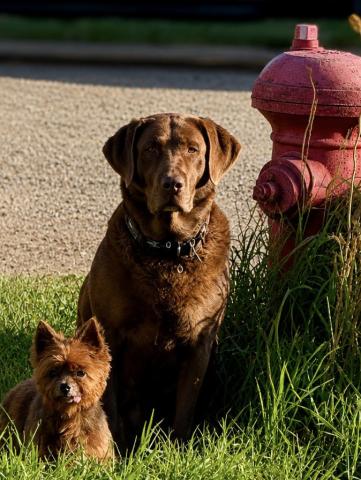 Silverton Dogs Mimi the Yorkie and Ruger the Chocolate Lab enjoying a Silverton Summer day together, barking at all the tourists just for fun. photo by DeAnne Gallegos