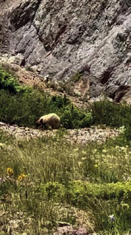 The mysterious blonde bear of the San Juans Photo by Leif Steiner