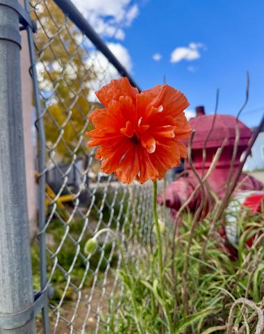Poppies blooming in October is unusual, have you see one? Photo by DeAnne Gallegos