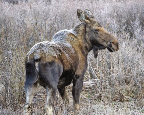 A mother moose early in the morning. Frost on her back before the sun hit, she stays warm thanks to her warm thick coat. Photo Credit Wesley Berg