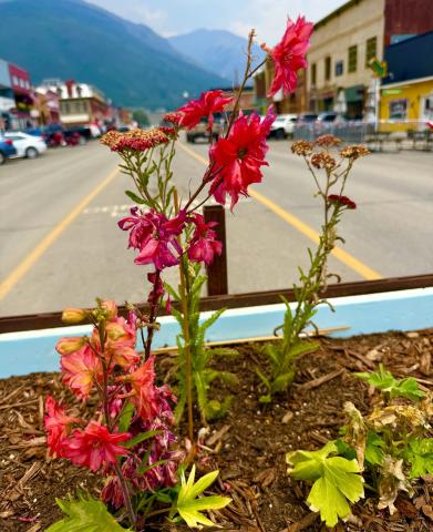Native perennial flowers in planters