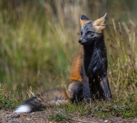 Red fox kit sitting in the grass at Animas Forks. Photo credit Wesley Berg