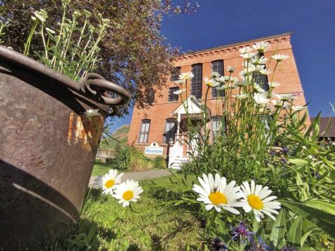 Daisies outside the Mining Heritage Museum Photo credit Hillary Cable