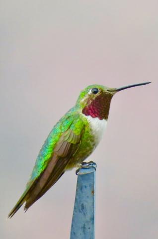The Sound of Summer in the Rockies — The Broad-Tailed Hummingbird