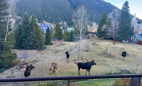 Photo by Kelly Thopkin Now that the tourist season has quietened, the local moose population comes out and hangs out in town.