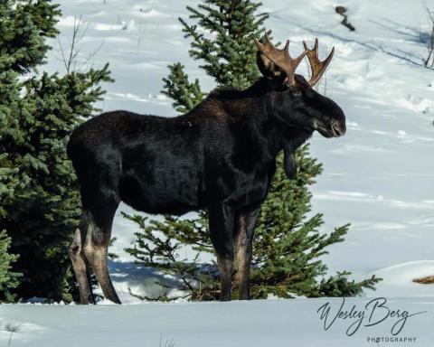 One of the locals out on Christmas morning. Photo by Wesley Berg