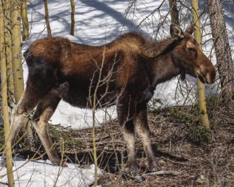 Moose Twins Spotted Again