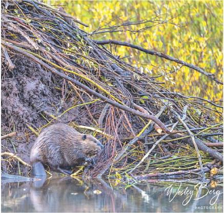 A beaver takes a break from working on his lodge on a beautiful fall morning in the San Juans. Photo Credit Wesley Berg