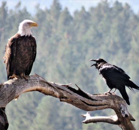 A raven tells a bald eagle to get lost Photo courtesy of Mary Ann Bryant