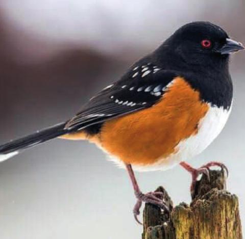 Spoted Towhee Photo Credit - allaboutbirds.org