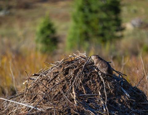 A beaver on top of its lodge. Photo credit Wesley Berg