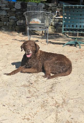 Photo credit Maddie Moser Silverton Dog Diesel “summers” in New Hampshire on her own private lake house beach. She is a winter only kinda gal up here in the San Juans &amp; is thinking about her Silverton dog pack.