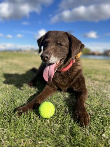 Diesel loved to play fetch and always had a tennis ball on a walk. Photo by DeAnne Gallegos