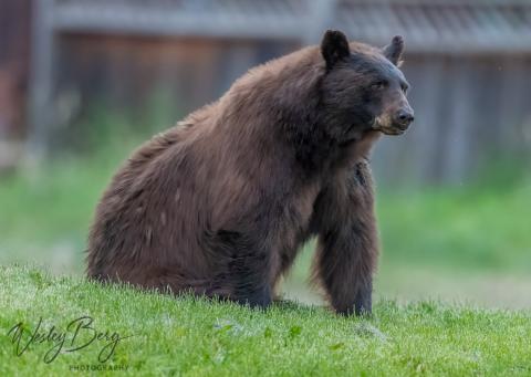A bear in the town of Silverton. Photo credit Wesley Berg