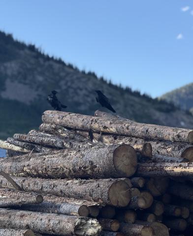 Photo credit DeAnne Gallegos Two Silverton locals making winter plans with the stack of firewood that San Juan Firewood has and is processing for locals who will need firewood soon.
